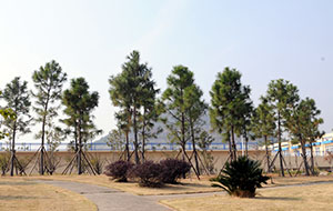 東錢(qián)湖水廠(chǎng)綠化工程