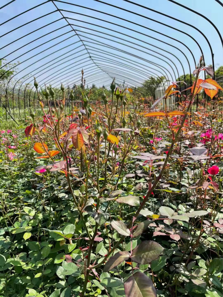 1708796469_meitu_2.jpg 1708796469_meitu_2.jpg