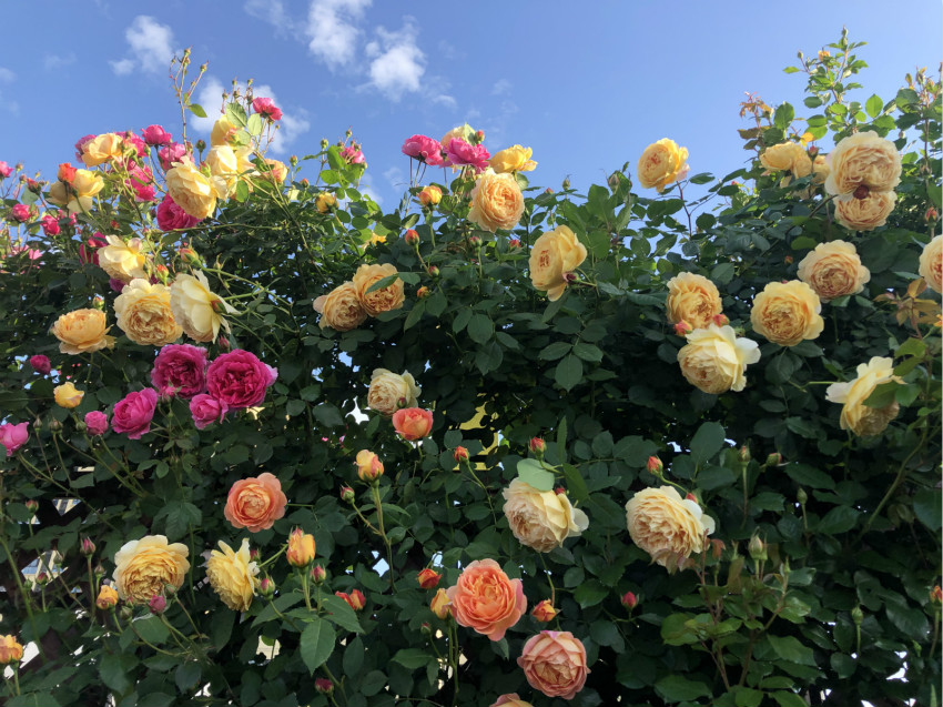 0008_meitu_5.jpg 0008_meitu_5.jpg