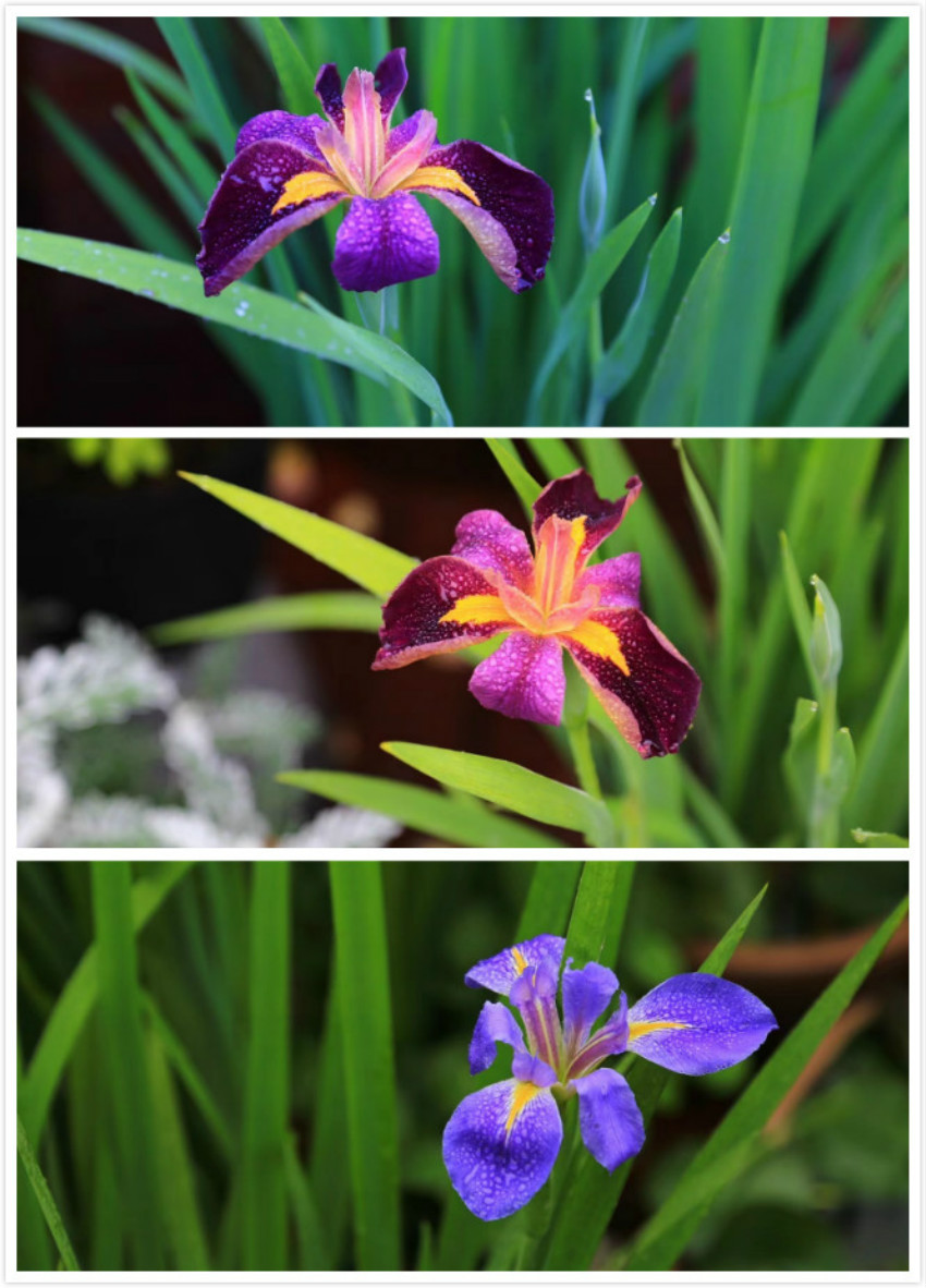 0011_meitu_3_meitu_1.jpg 0011_meitu_3_meitu_1.jpg